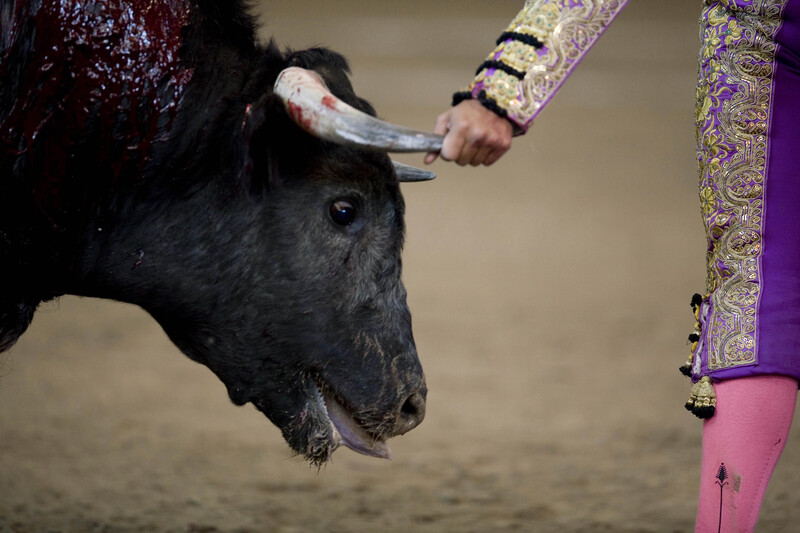 Análisis de la tauromaquia en México: un espectáculo violento que persiste pese al rechazo social y las nuevas prohibiciones Análisis de la tauromaquia en México: un espectáculo violento que persiste pese al rechazo social y las nuevas prohibiciones