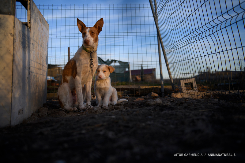 Participate in the public consultation to protect hunting dogs and animal sanctuaries