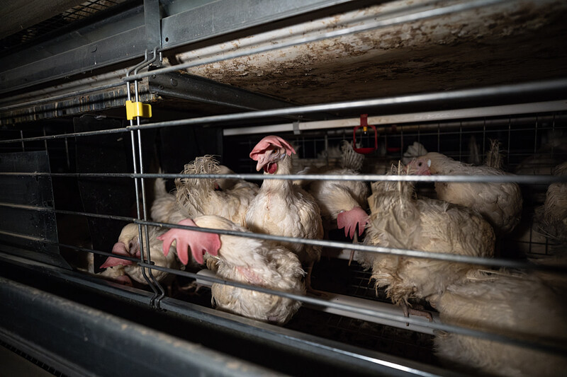 The voice of 300 million caged animals reaches the Court of Justice of the European Union