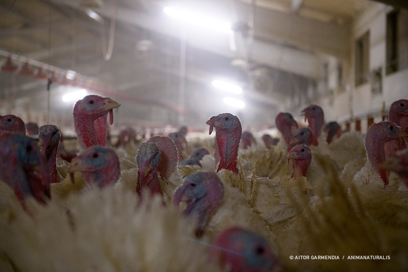 EFSA confirms systematic suffering of turkeys on EU farms