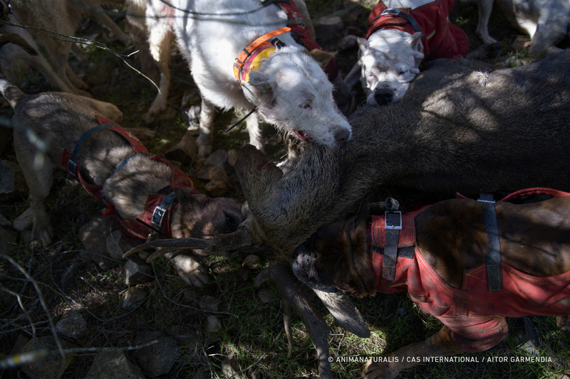 Diez comunidades autónomas unifican sus licencias de caza para facilitar la muerte de miles de animales en casi todo el territorio español Diez comunidades autónomas unifican sus licencias de caza para facilitar la muerte de miles de animales en casi todo el territorio español