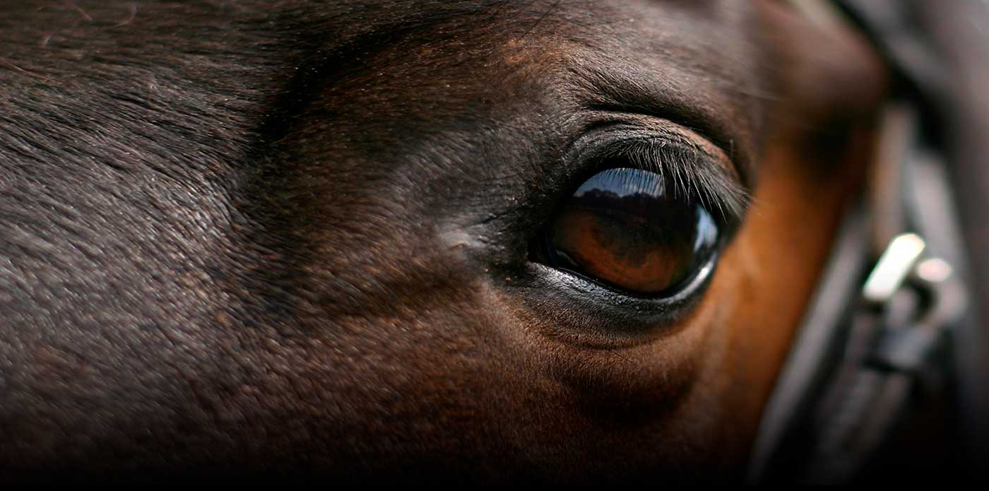 #StopGaleras por el bien de los caballos!!